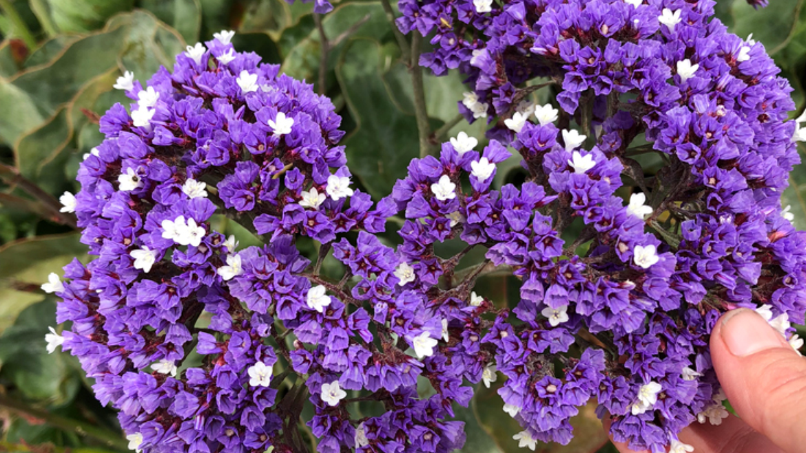 Limonium