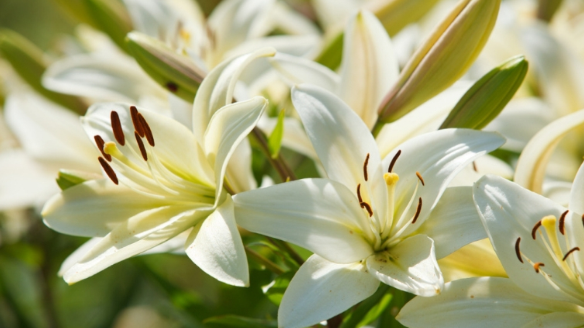 Liliuns