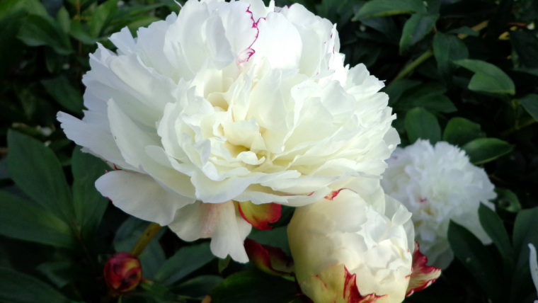 Paeonias
