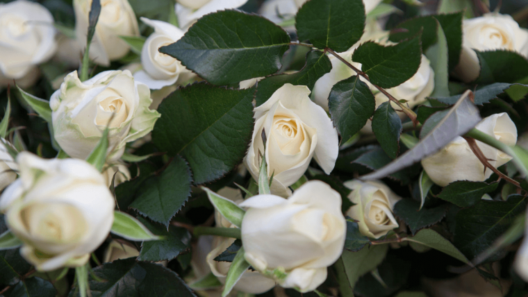 Roseiras