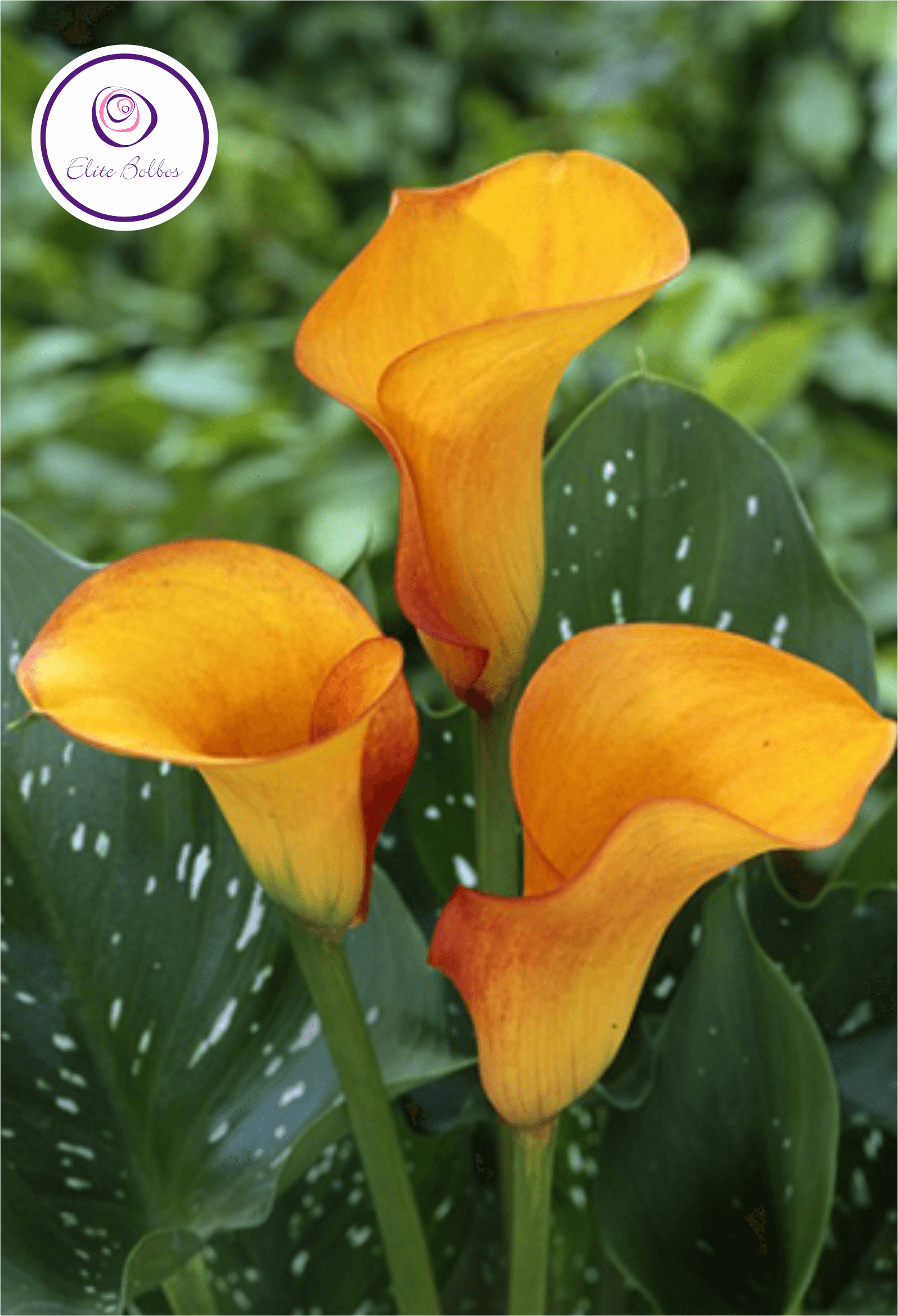 Калла маджестик ред. Каллы фото и названия. Каллы фото и названия. Калла ла паз. Калла нэшвиль.