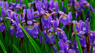 Flor de Iris – Bolbos para venda