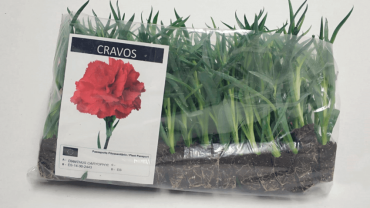Comprar cravos – Várias fragâncias e cores