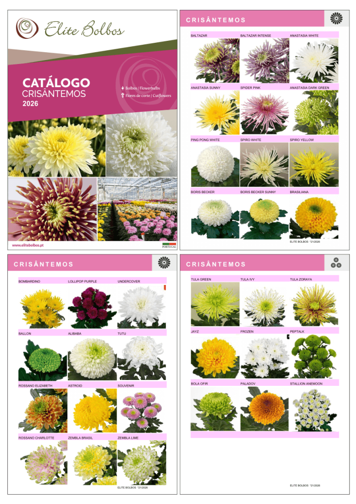 Crisantemos disponiveis 2026 - crisântemos e lisianthus.